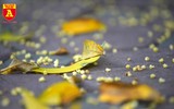 [ẢNH] Hà Nội mùa lá rơi vàng trên phố